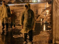 Бродячие псы (2013)