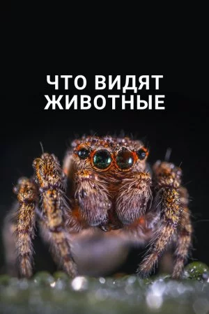Что видят животные (2018)